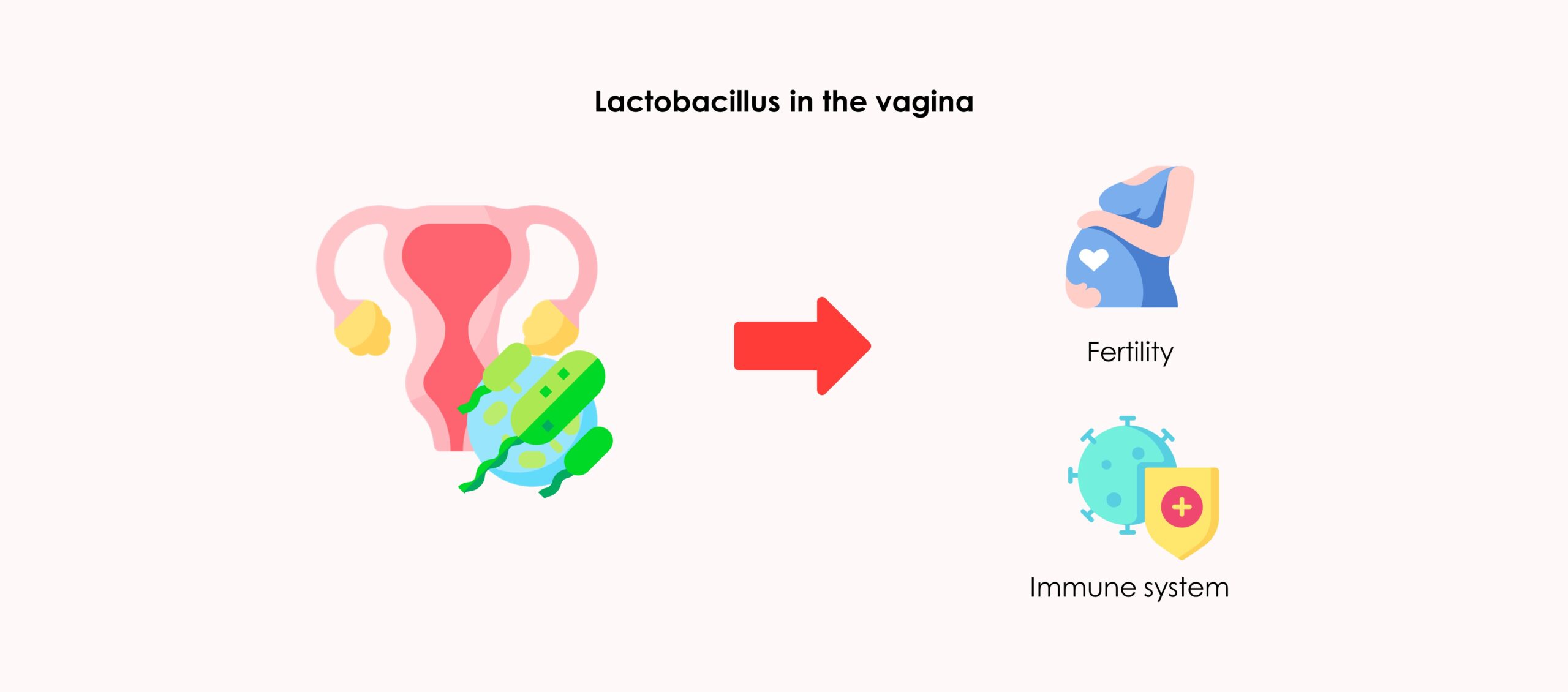 Lactobacillus in the vagina